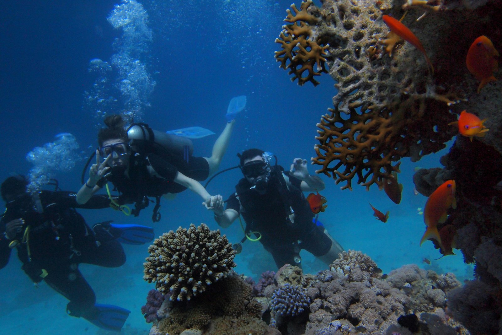 foto de 3 busos en un arrefice con uchos peces