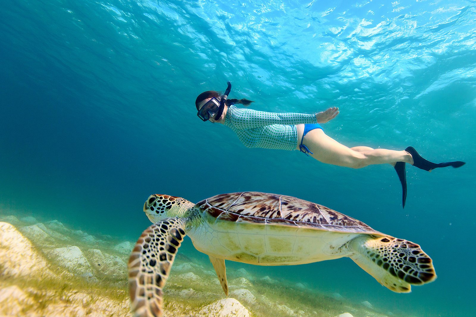 Girl snorkeling next to a sea turtle in Cozumel's turtle reel