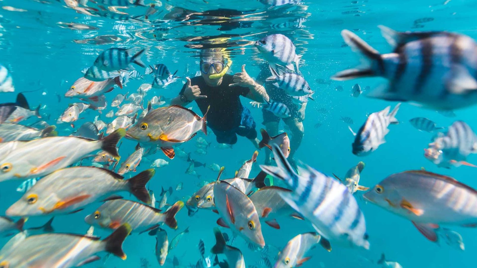 Guy snorkels with large school of fish looks at camera and says hi