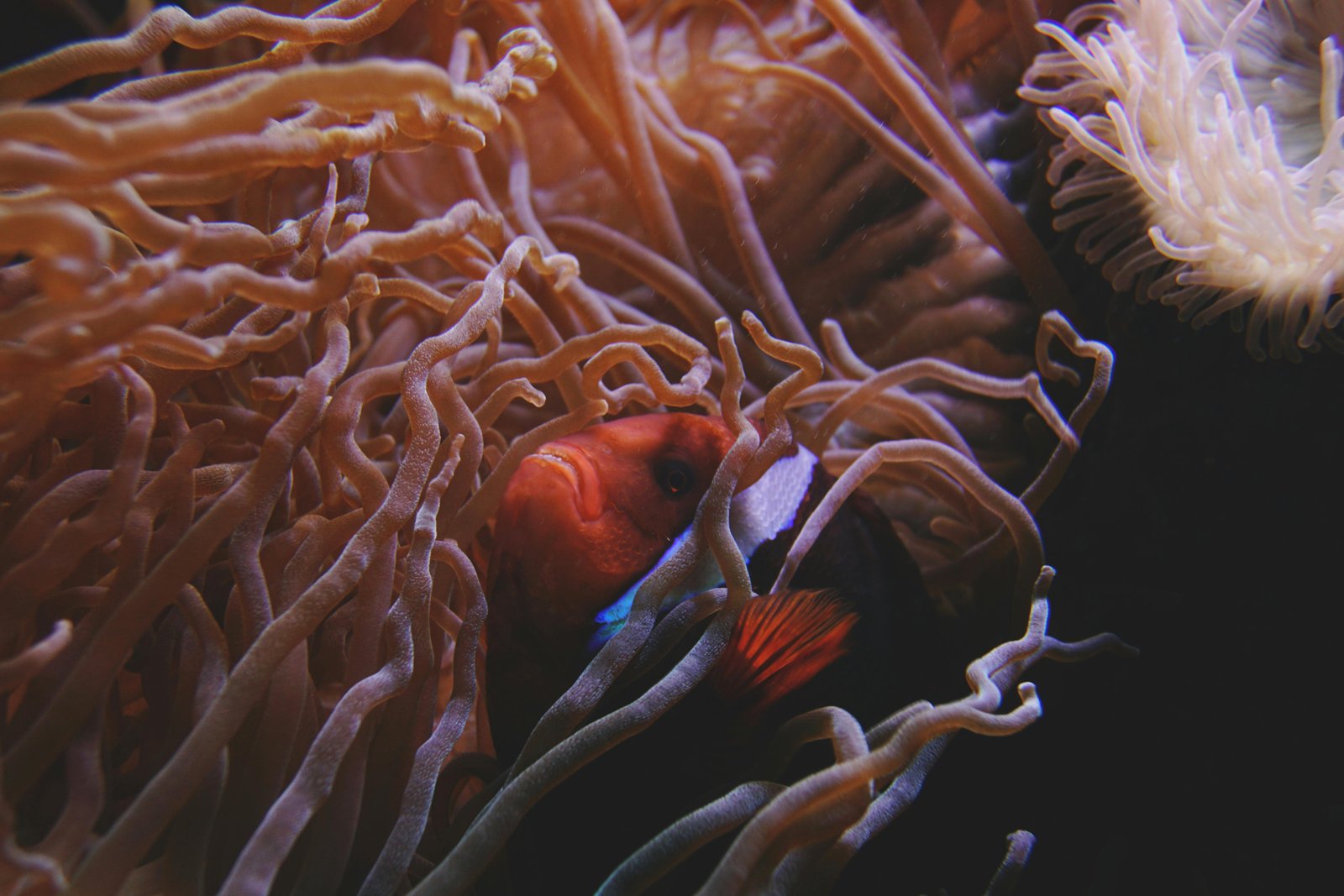 Photo of a reef with a clown fish coming out